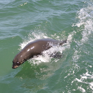 Walvisbay - Sea lion